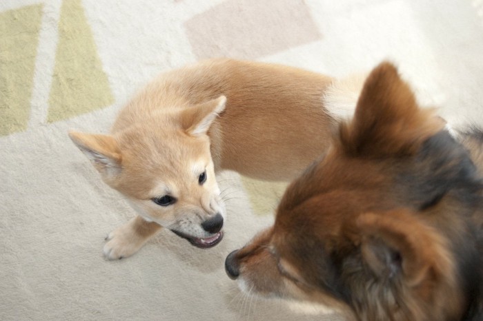 大きな犬を威嚇する子犬