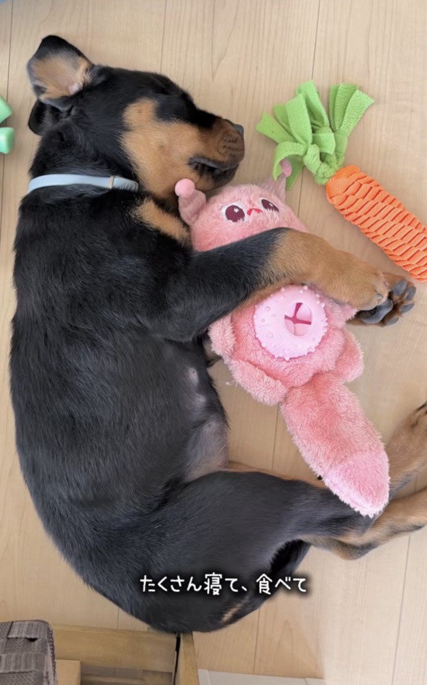 おもちゃを抱えて眠る犬