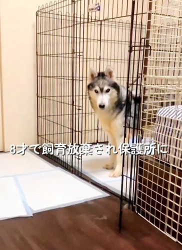 ケージの中から顔を出す犬