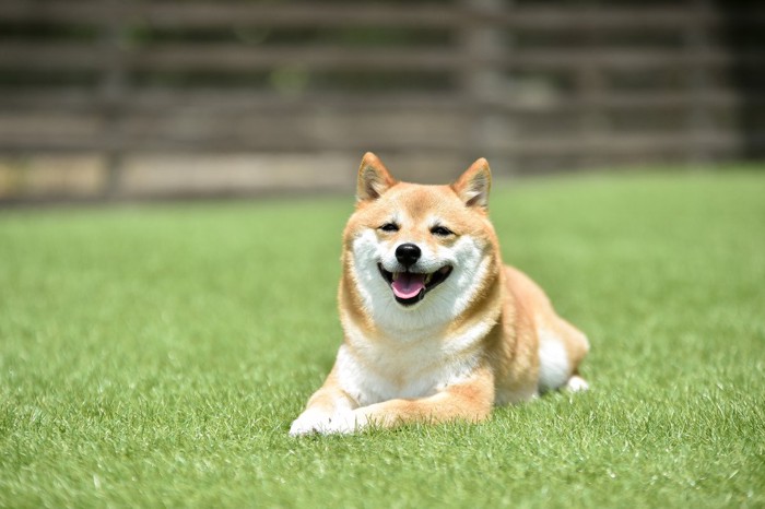 芝生に伏せて笑う柴犬