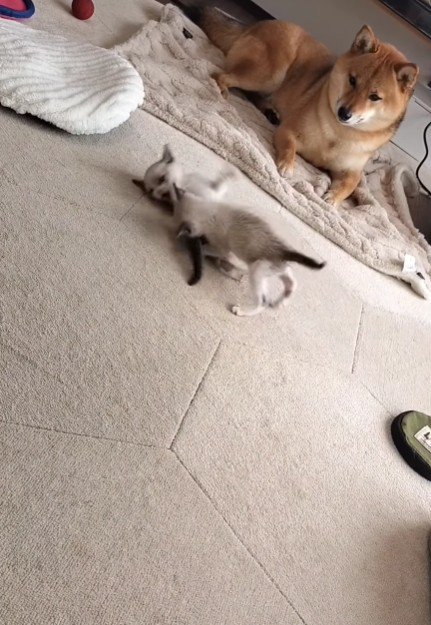 本当の親みたい♡