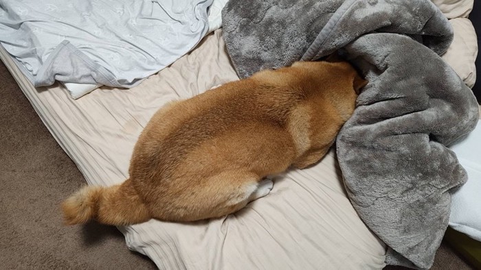 お散歩