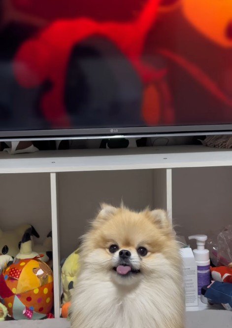 テレビの前で舌をピロピロ♪