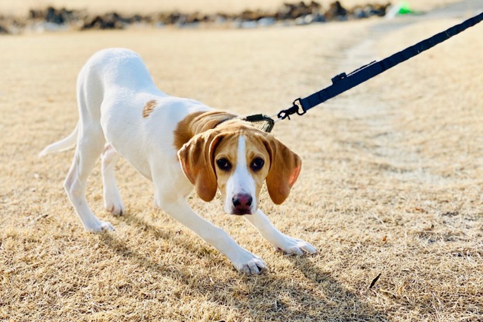 警戒する様子を見せる犬