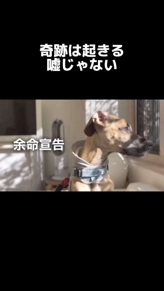 横を向く犬