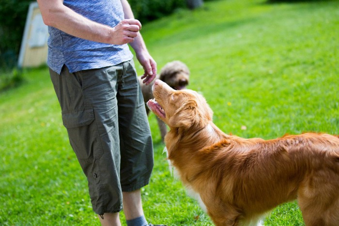 トレーニング中の犬