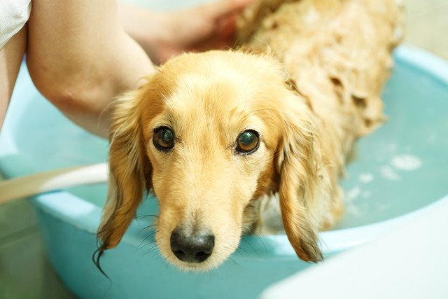 犬用のバスタブに入れられた犬