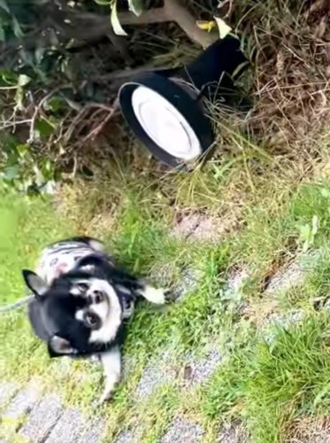 大きなライトを見て尻もちをつく小さな犬
