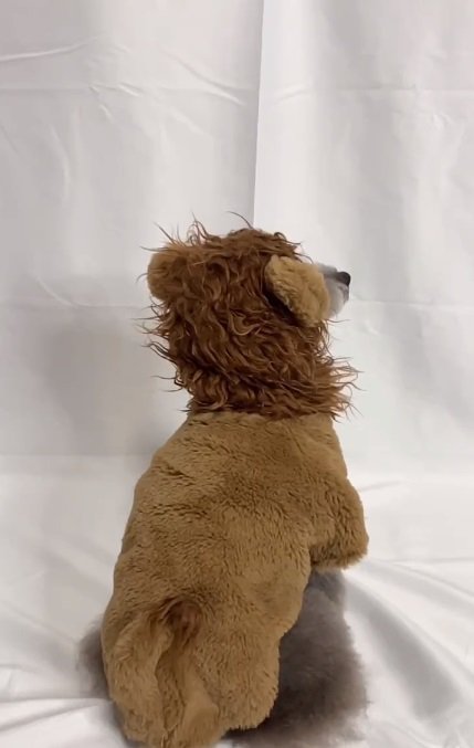 ライオン姿のこてつくん1
