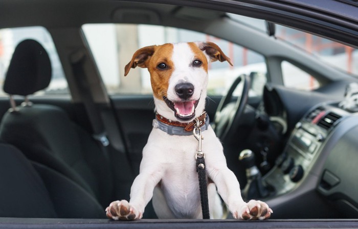 車内で落ち着かない犬