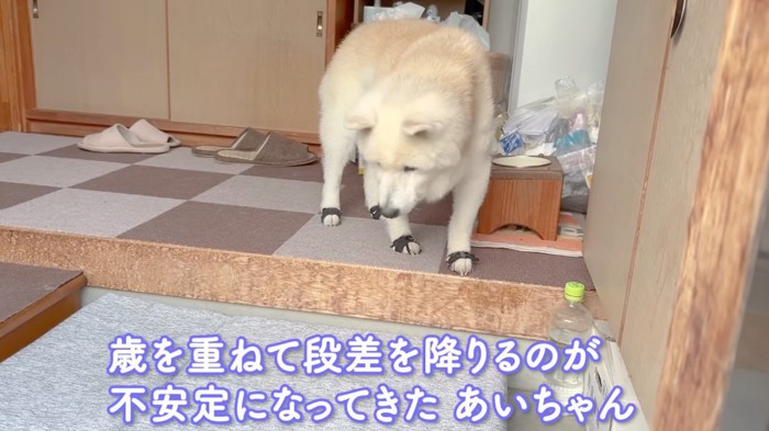玄関の段差を見つめる老犬