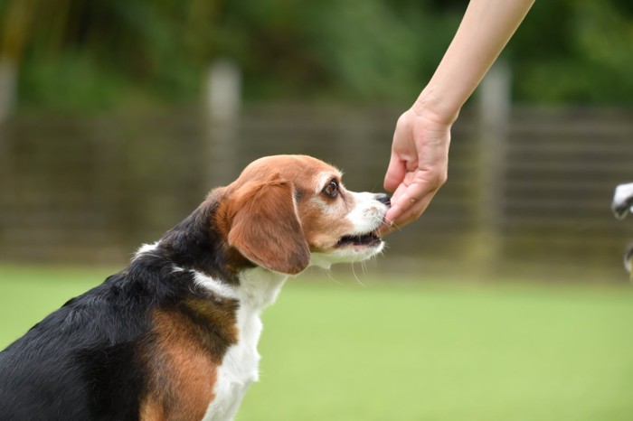 屋外でご褒美をもらう犬