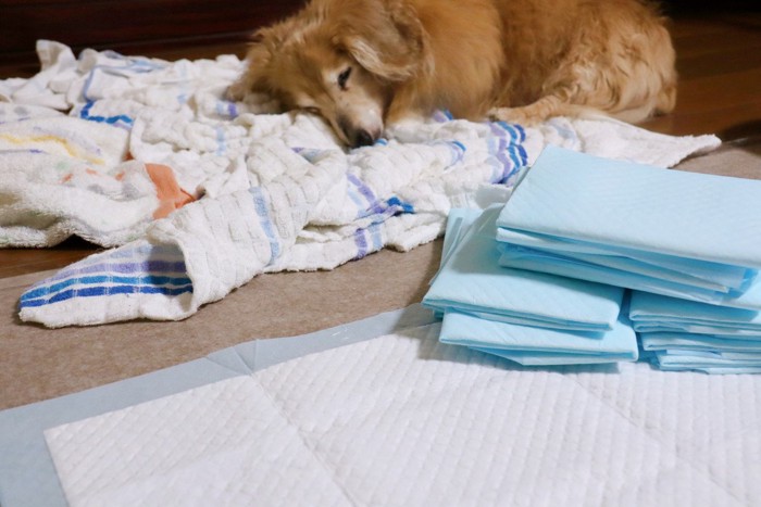 ダックスの老犬と縁が青いペットシーツ