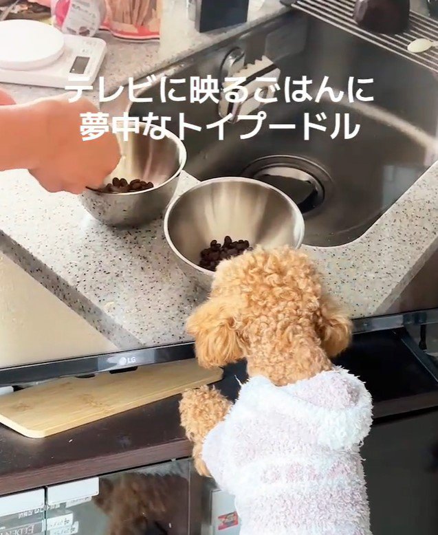 テレビに映るご飯に夢中のおもちちゃん4