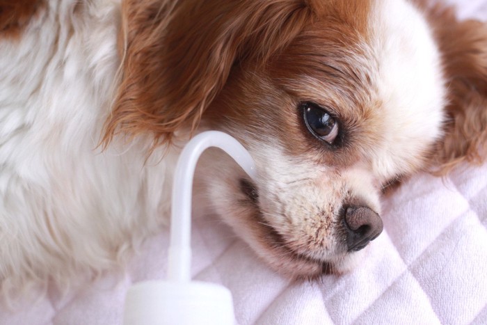 水を飲ませてもらう老犬