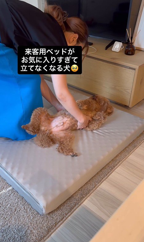 来客用のベッドが気に入ったレオくん2