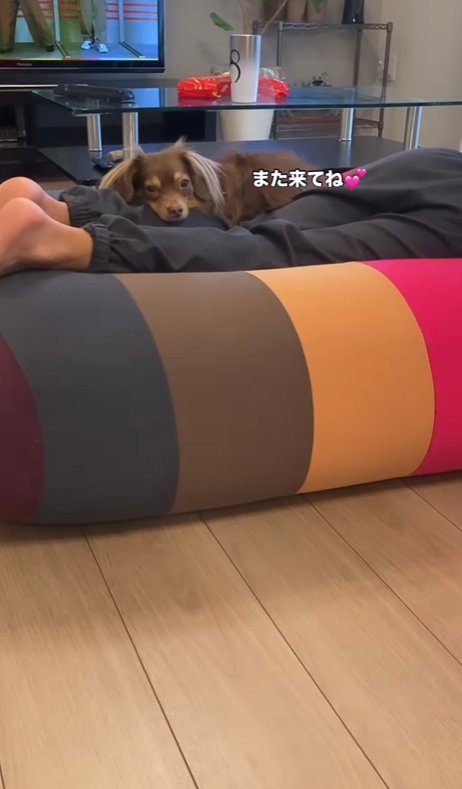 遊び疲れて眠たそうな小型犬