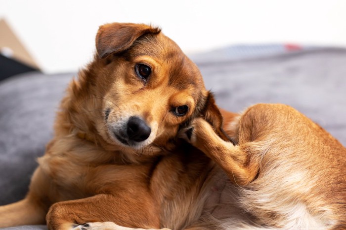 耳をかく犬