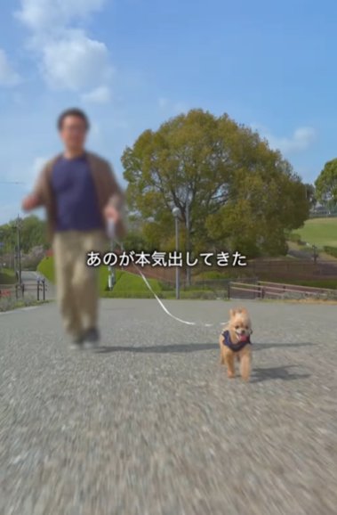男性と公園を走るミックス犬
