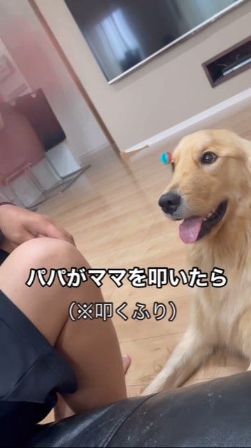 振りかざす手をみる犬