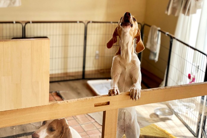 ケージの中で吠えている犬