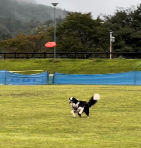 全力でフリスビーを見つめる犬