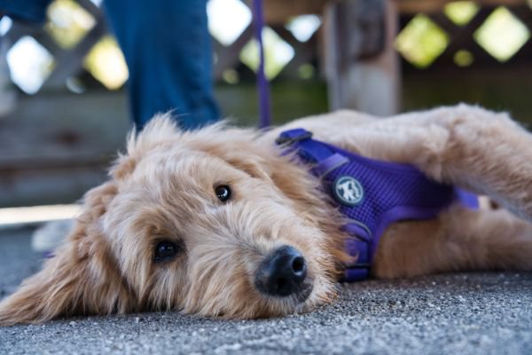 コンクリートの上で寝転がる犬