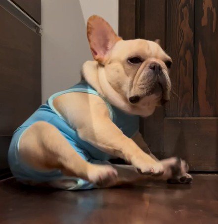 体勢を立て直す犬