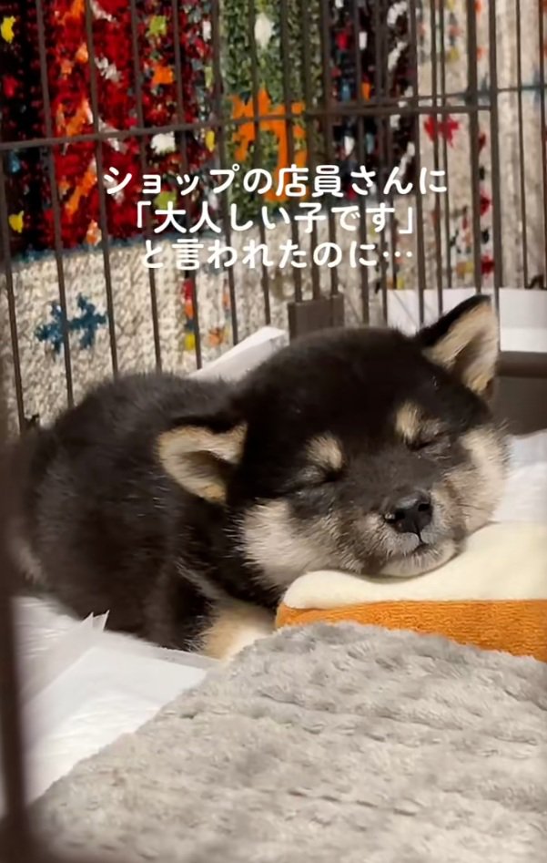 目をつぶるきびくん