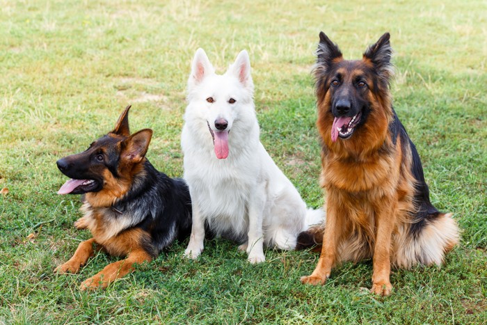 ジャーマン・シェパードとホワイト・スイス・シェパード・ドッグ
