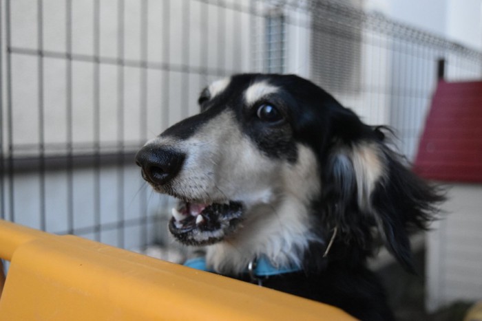 ケージの中から吠える犬