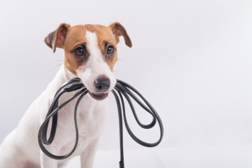 散歩に行きたがる犬