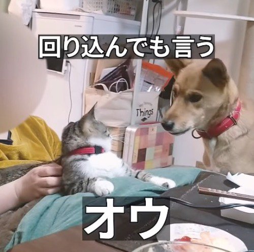 猫を見つめながら小さく声をあげる犬