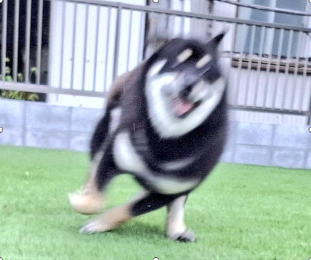 柴犬