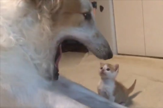 あくび