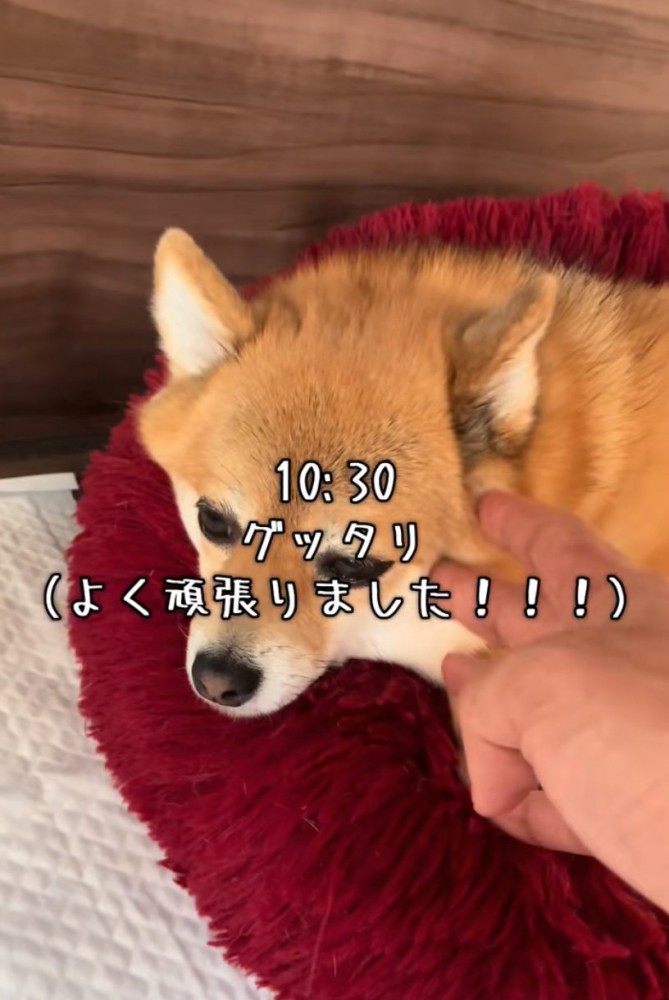 疲れた様子の犬