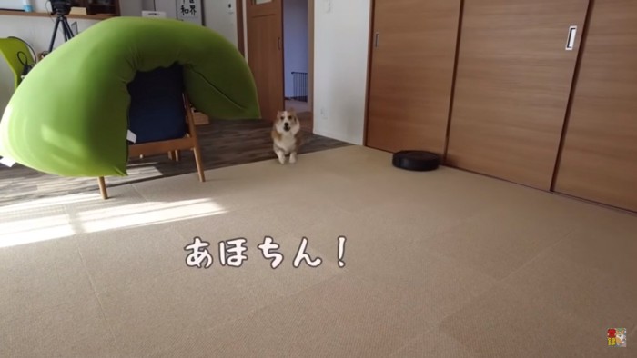 遠くで怒るはなちゃん