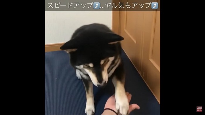 お手とおかわりを繰り返す大河くん2