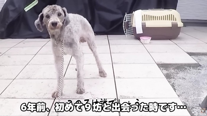 土手に捨てられていた犬