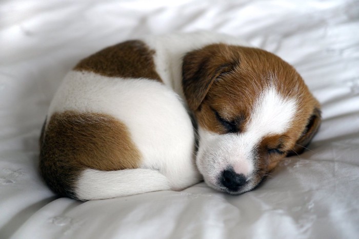 丸まる子犬