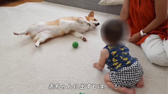 仰向けの犬