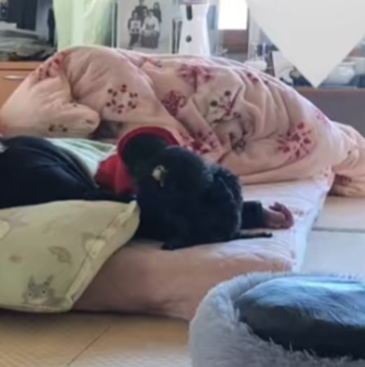 女性の隣でくつろぐ黒い犬