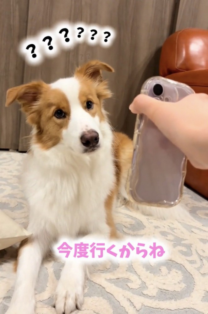 スマートフォンを見上げる犬