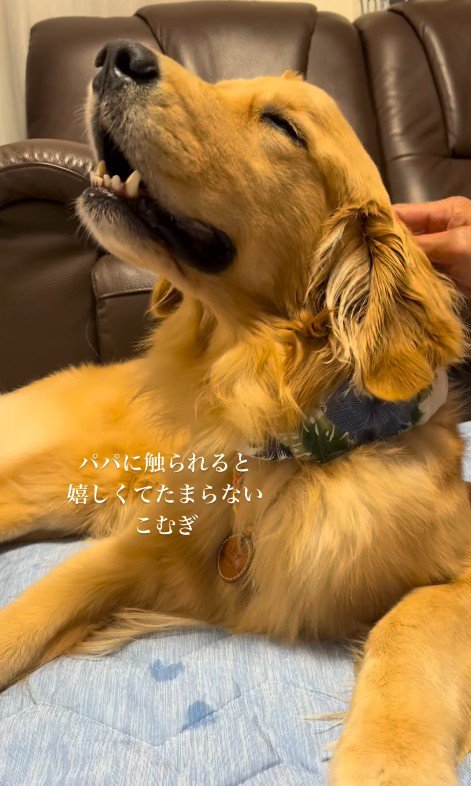 こむぎちゃんをナデナデ3