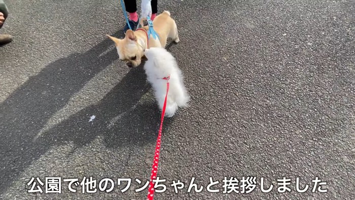 ペコちゃんのお散歩デビュー6