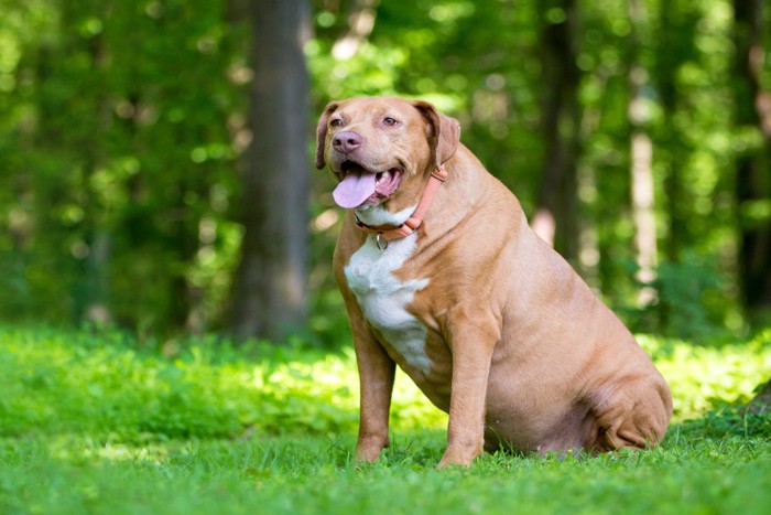 肥満な茶の垂れ耳の犬