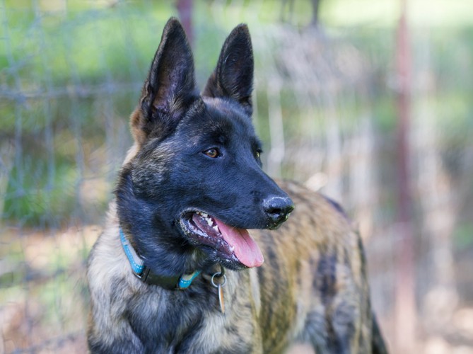 柵があるスペース内で周囲をチェックするダッチシェパード