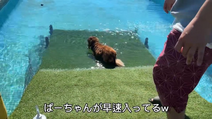 さっそく水に浸かるぱぴこくん