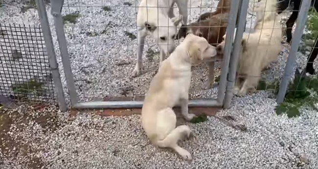 シェルターの犬たちと対面