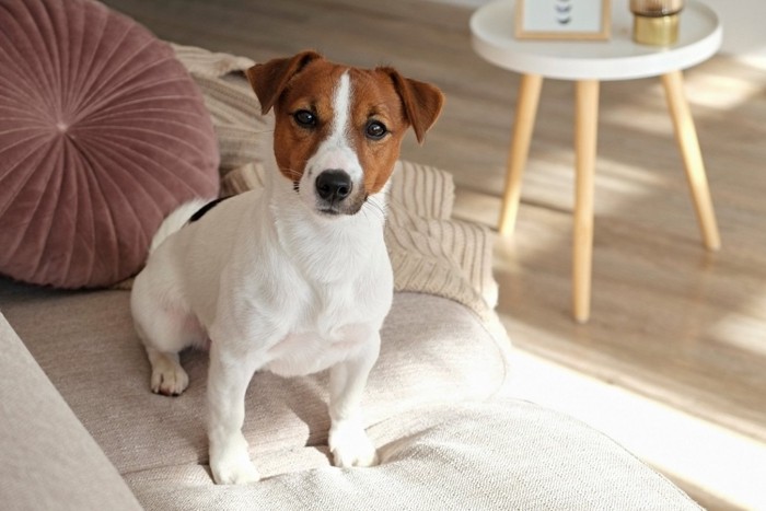 ソファに座って見つめる犬